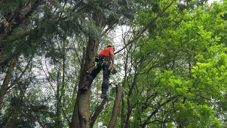 Best Tree Removal  in La Porte, TX