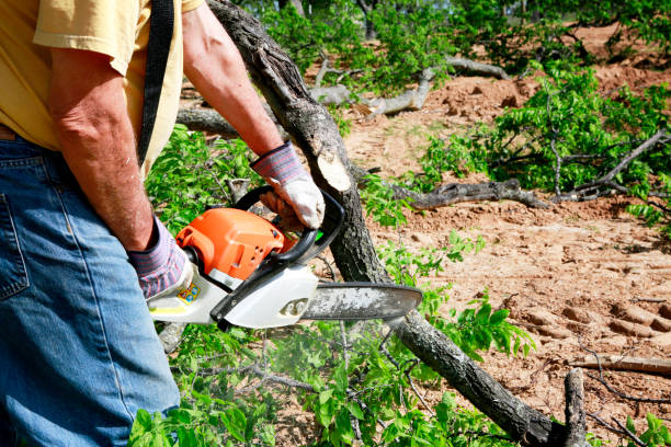 Best Lawn Disease Treatment  in La Porte, TX